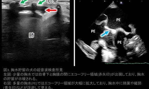 归脾丸和白矾的功效网- 归脾丸的功效与主治作用知识,分享归脾丸和逍遥丸一起吃的功效